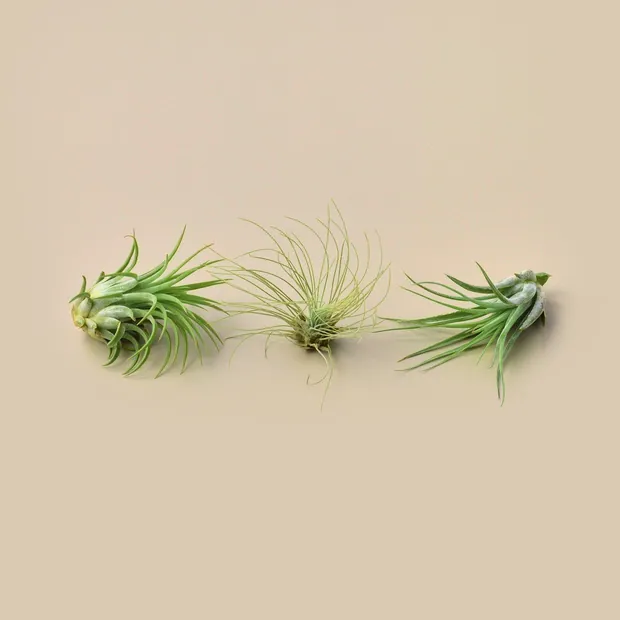 3 Small Tillandsia Air Plant Pack