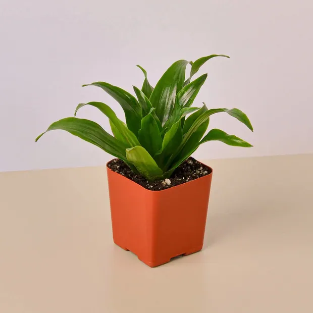 3" Tropical Plant Variety Bundle, view 4