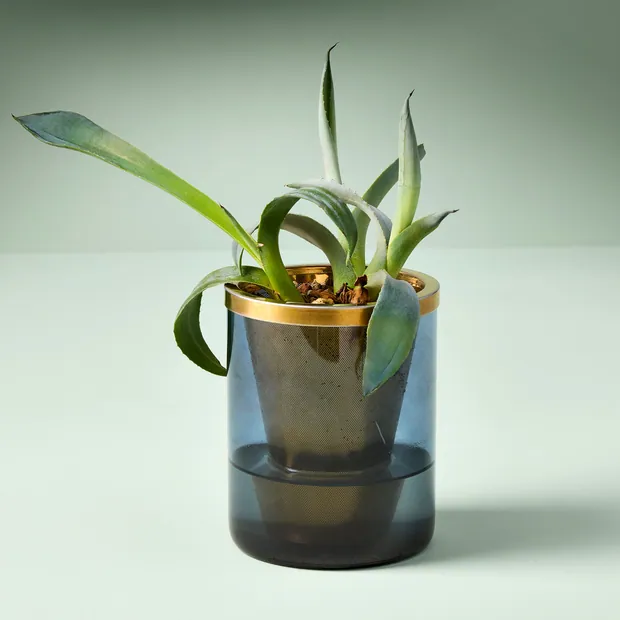 Agave Grow Kit, view 3
