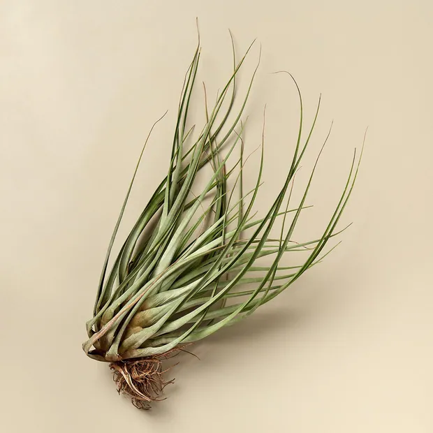 Large Air Plant Bundle, view 5
