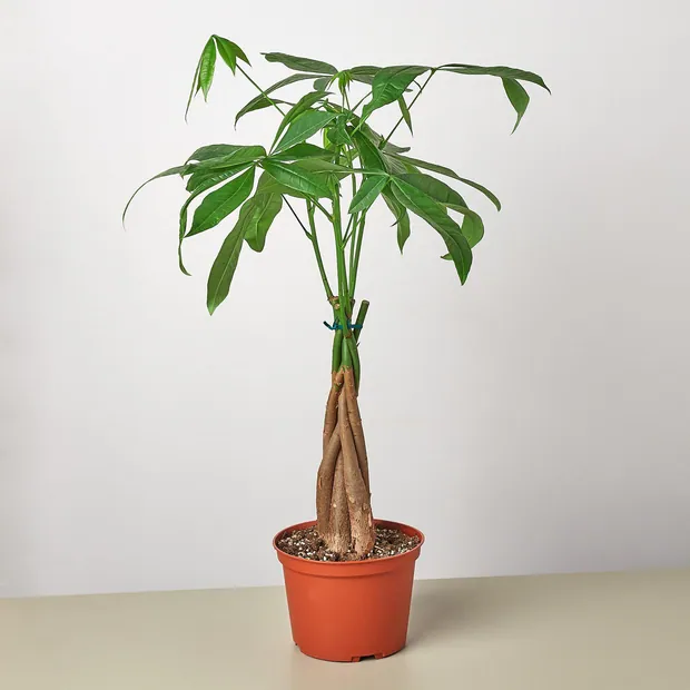 Money Tree 'Guiana Chestnut' Pachira Braid, view 4