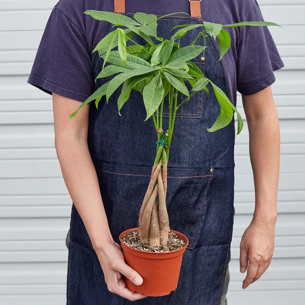 Money Tree 'Guiana Chestnut' Pachira Braid, view 5