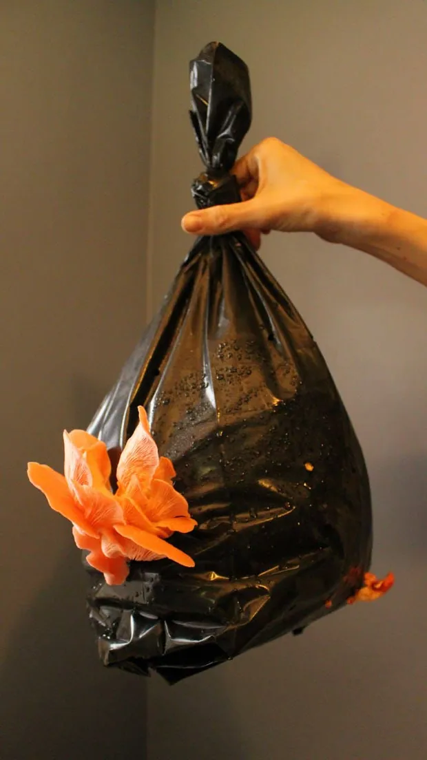 Pink Oyster Mushroom Growing Kit, view 3
