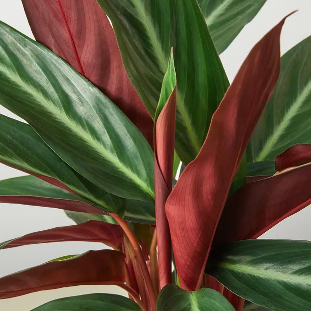 Stromanthe 'Sanguinea', view 5