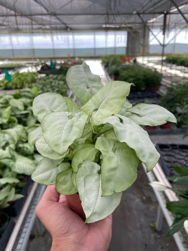 Syngonium 'Moonshine', view 4