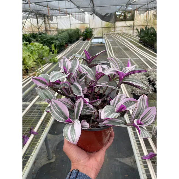 Tradescantia 'Nanouk', view 3